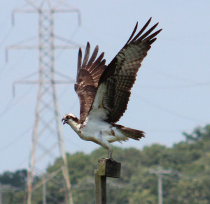 Osprey Adult 2